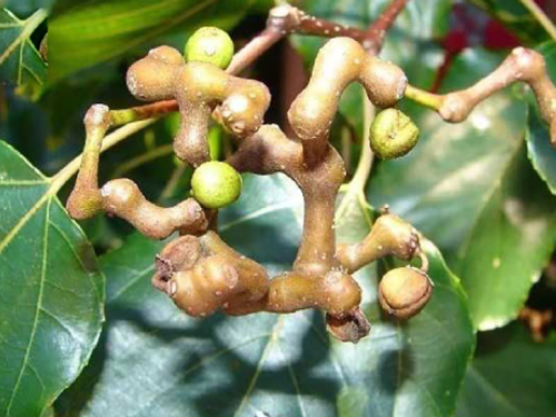 Cay Khung Kheng
